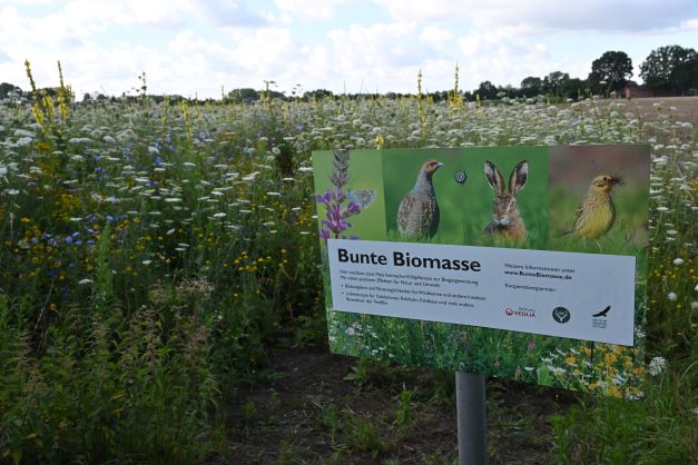 Projektschild "Bunte Biomasse" in blühender Wiese